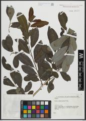 Foto von Salix atrocinerea Brot.